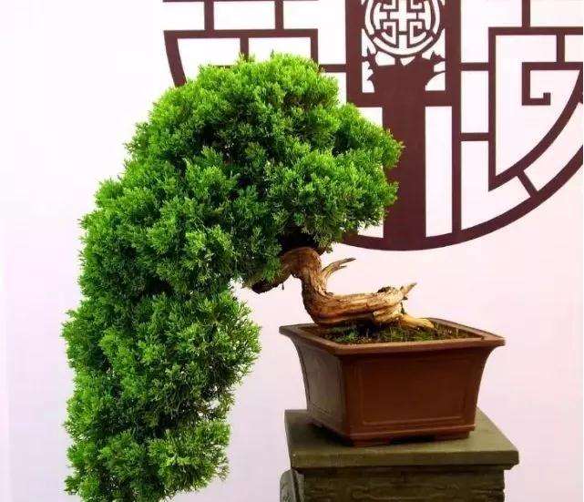 树木盆景怎么摘芽修剪的方法