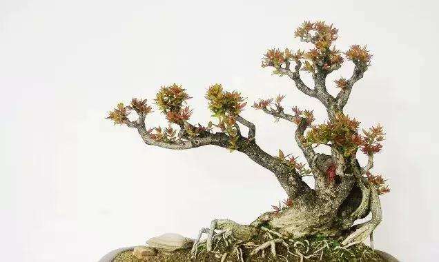 树桩盆景怎么修剪树干的技术