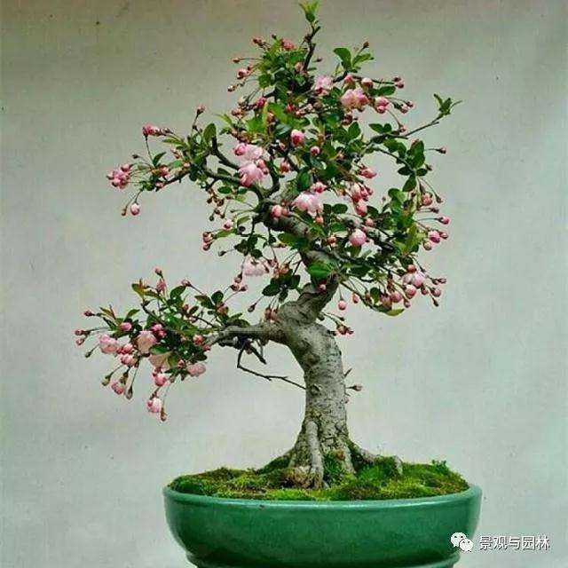 夏季养护海棠盆景掉花掉果