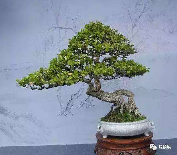 黄杨盆景怎么修剪与造型设计