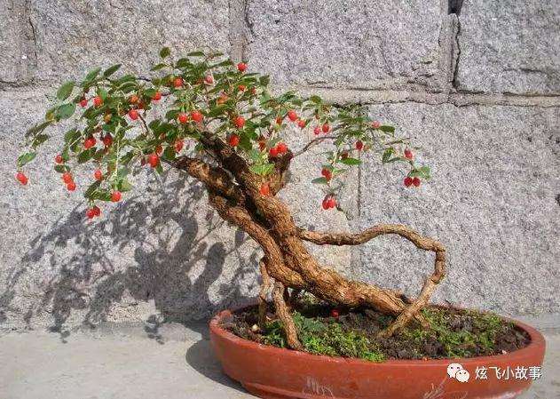 枸杞盆景的上盆主要有四个步骤