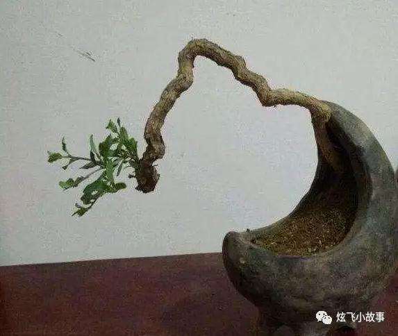 枸杞盆景的上盆主要有四个步骤