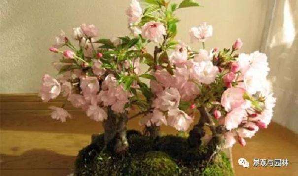 樱花盆景怎么施肥养护的方法