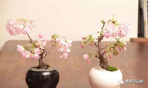 樱花盆景怎么施肥养护的方法
