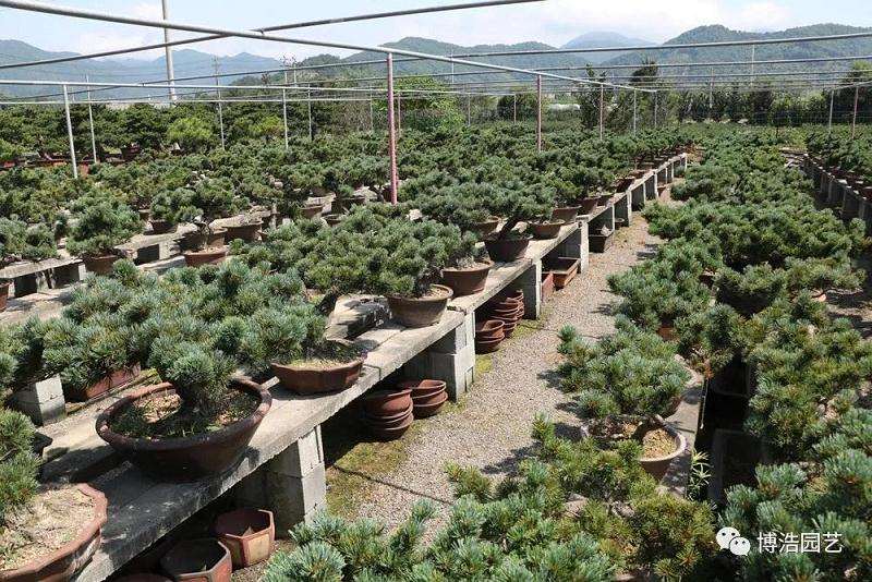 宁波盆景的产业要与时俱进