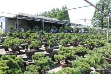 宁波盆景的产业要与时俱进