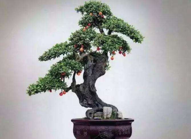 金弹子盆景盆土怎么配制的方法