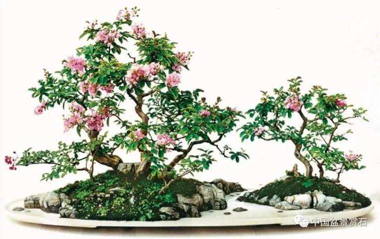 《盆景技艺》课程作业汇报展