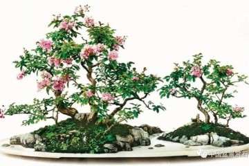 《盆景技艺》课程作业汇报展