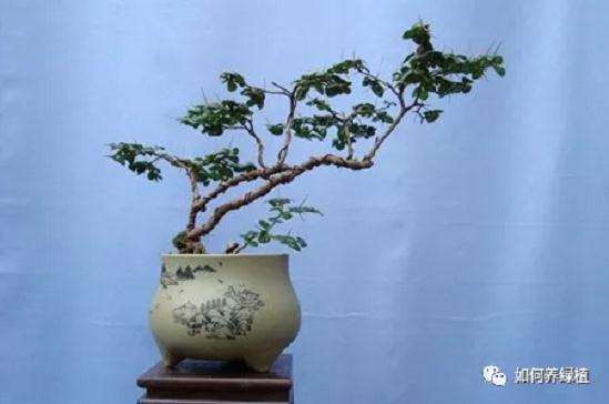 虎刺盆景怎么制作方法