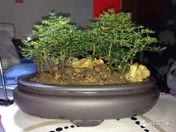 虎刺盆景怎么制作方法