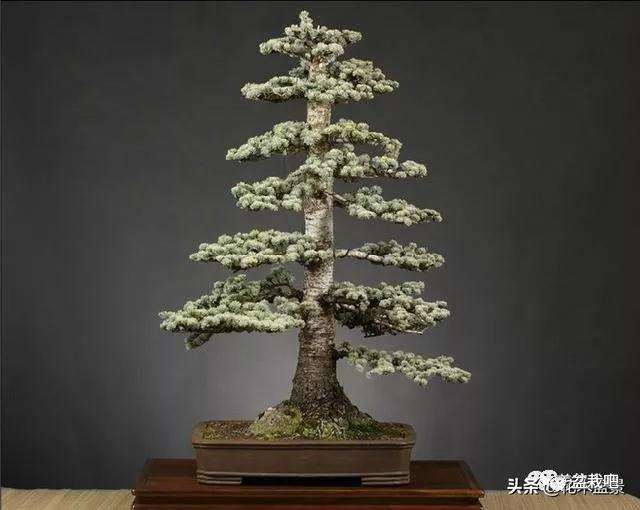 怎么学会7个直干型盆景造型方式