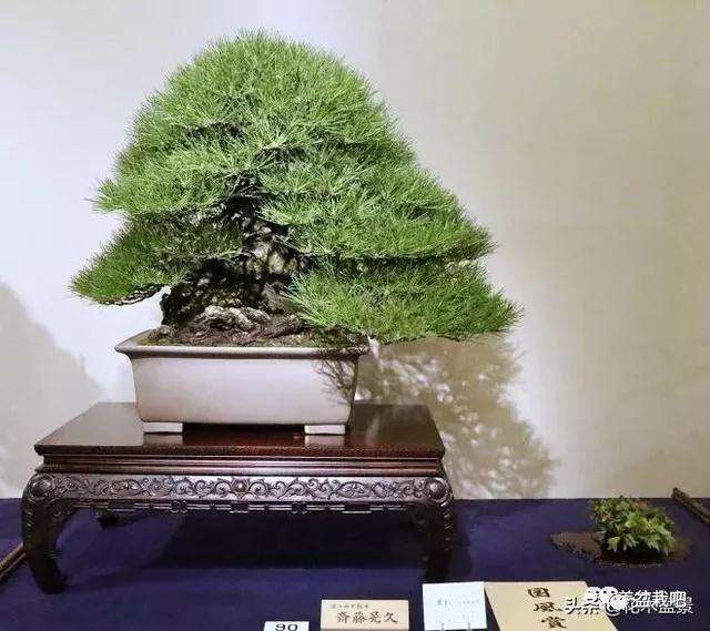 怎么学会7个直干型盆景造型方式