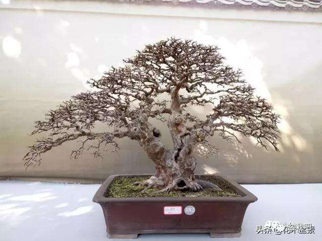 怎么学会7个直干型盆景造型方式