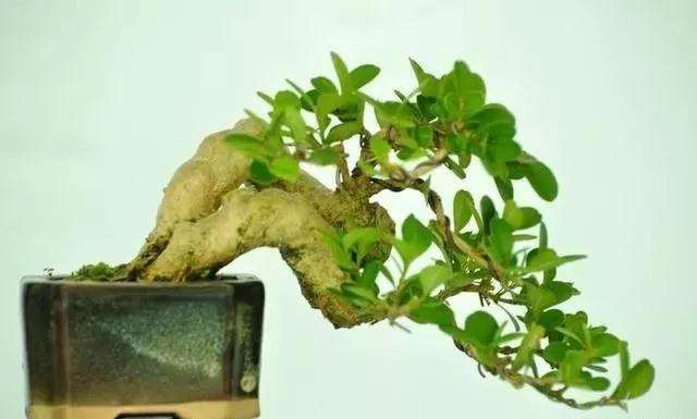 微型掌上盆景怎么选材修剪的方法