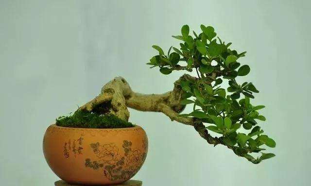 微型掌上盆景怎么选材修剪的方法