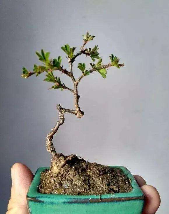 微型掌上盆景怎么选材修剪的方法