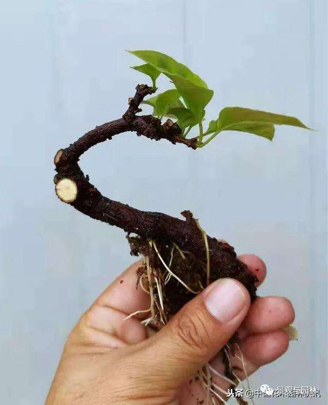 厦门三角梅微型盆景怎么蓄势待发 