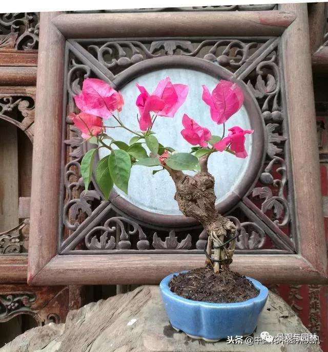 厦门三角梅微型盆景怎么蓄势待发 