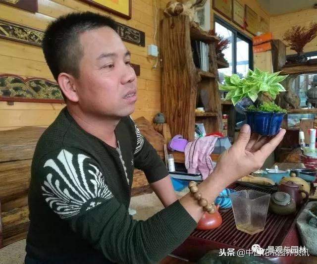 厦门三角梅微型盆景怎么蓄势待发 