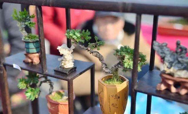 怎么掌握小型盆景的制作方法 图片