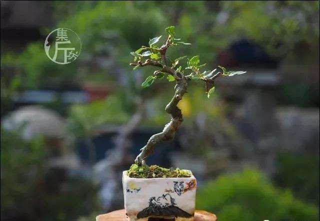 怎么掌握小型盆景的制作方法 图片