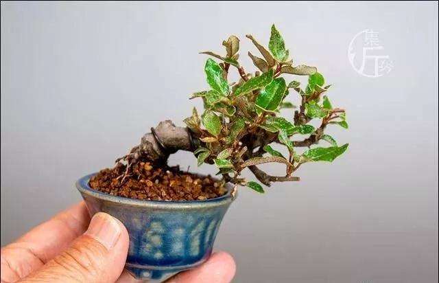怎么掌握小型盆景的制作方法 图片