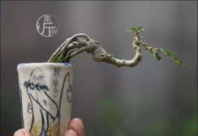 怎么掌握小型盆景的制作方法 图片