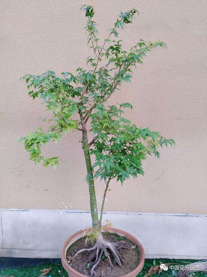 图解 鸡爪槭盆景怎么养护的方法