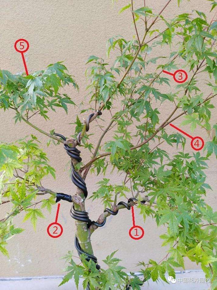 图解 鸡爪槭盆景怎么养护的方法