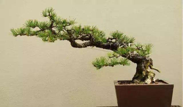 我爷爷还会做盆景