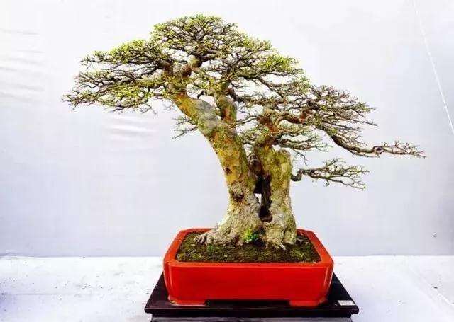 我爷爷还会做盆景