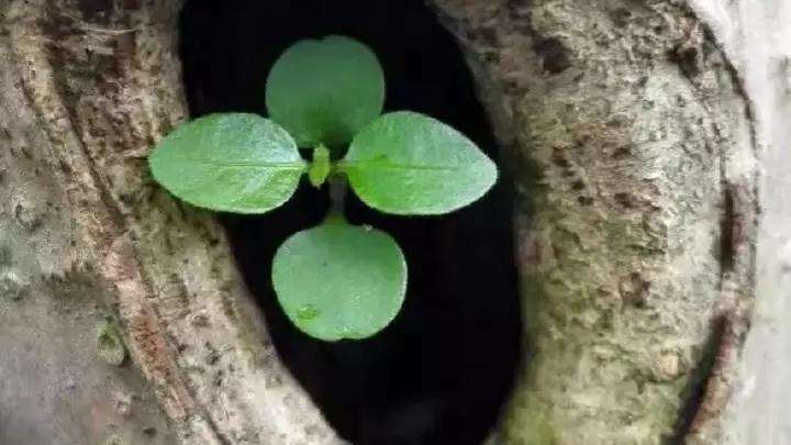 盆景树桩的孔洞处理手法和鉴赏