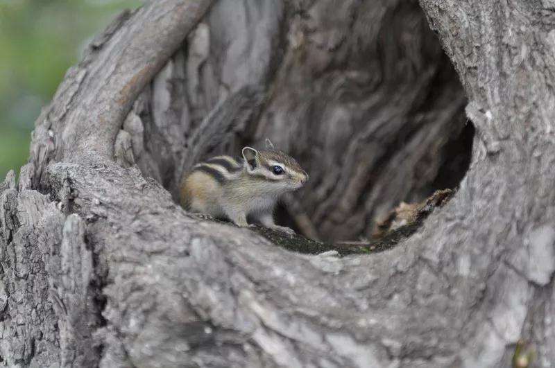 盆景树桩的孔洞处理手法和鉴赏