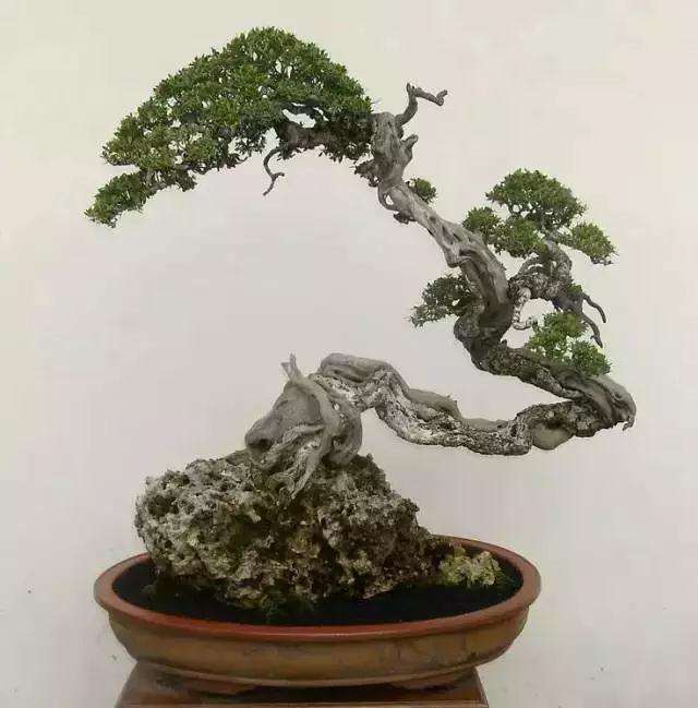 盆景树桩的孔洞处理手法和鉴赏