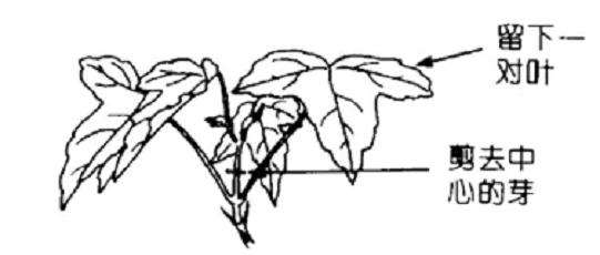 枫树盆景怎么日常养护管理的方法
