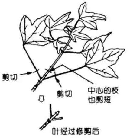 枫树盆景怎么日常养护管理的方法