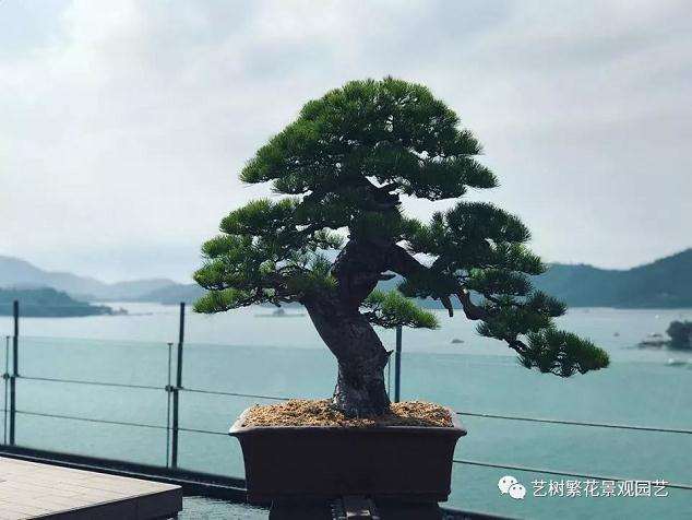 台湾五针松盆景怎么培养管理要点