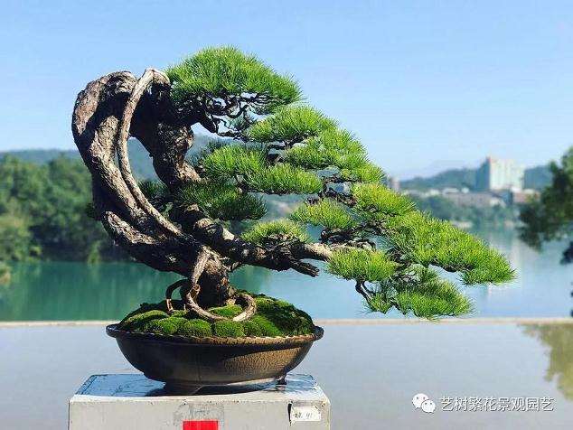 台湾五针松盆景怎么培养管理要点