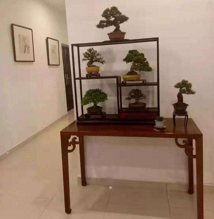 苏州现场公开课 盆景制作技艺