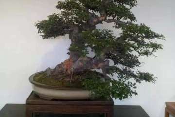 苏州现场公开课 盆景制作技艺