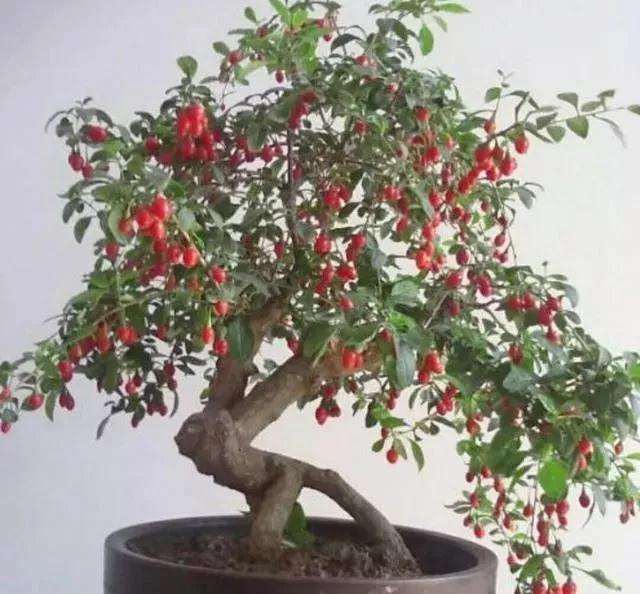 怎么制作苍劲古朴的枸杞盆景