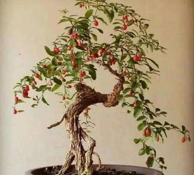 怎么制作苍劲古朴的枸杞盆景