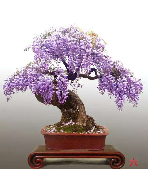 紫藤盆景怎么日程修剪的方法