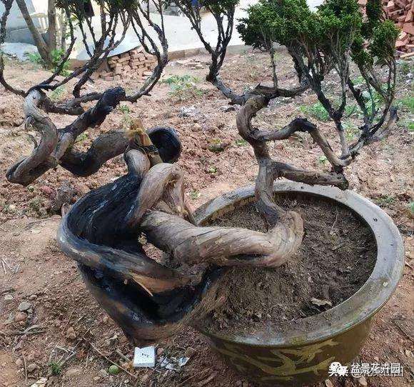 帮忙看看这几个盆景树桩 哪个造型最好看