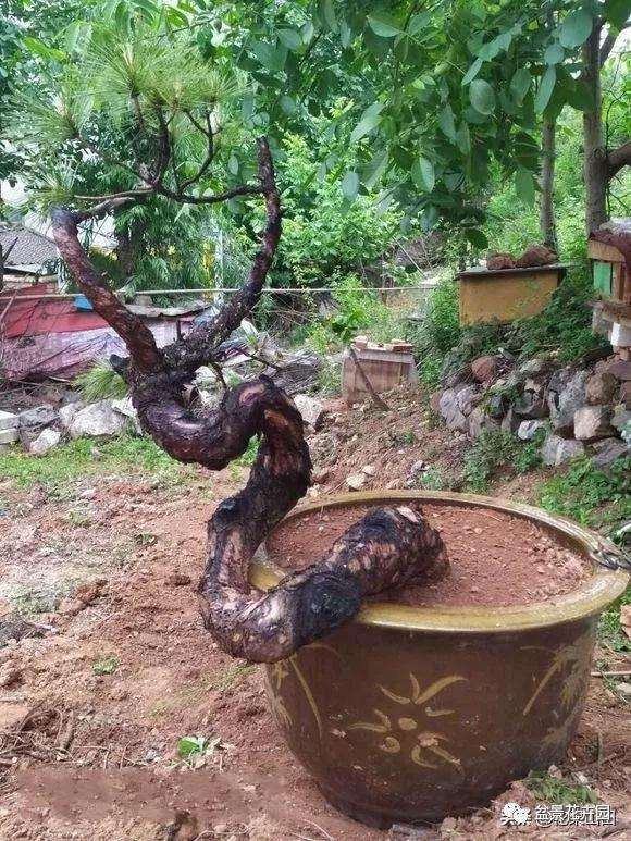 帮忙看看这几个盆景树桩 哪个造型最好看
