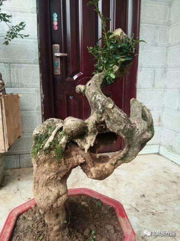 帮忙看看这几个盆景树桩 哪个造型最好看