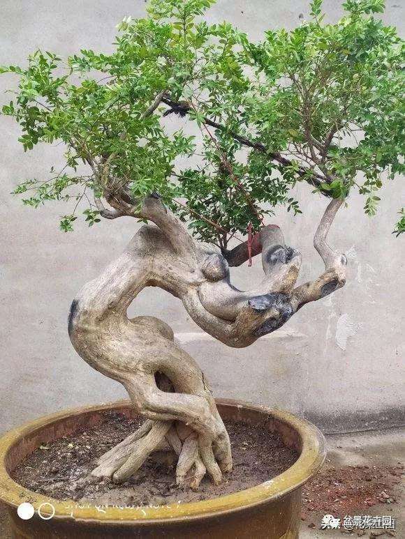 帮忙看看这几个盆景树桩 哪个造型最好看