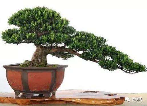 罗汉松盆景出现黄叶怎么回事