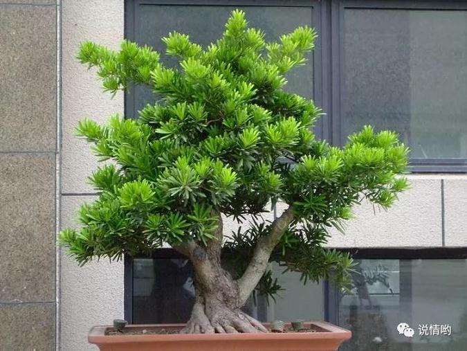 罗汉松盆景出现黄叶怎么回事